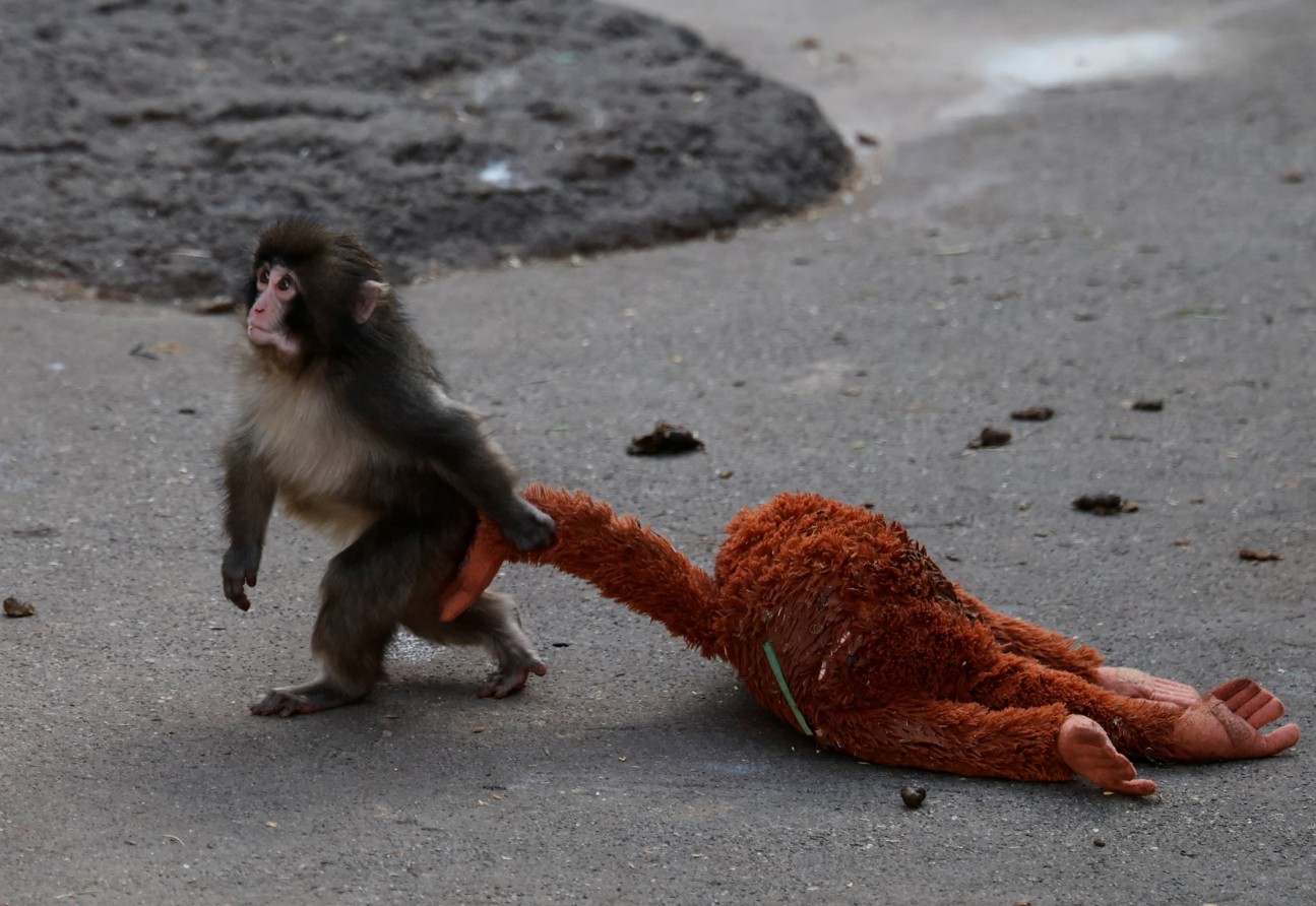 Meet Punch: The Abandoned Monkey Taking The Internet By Storm