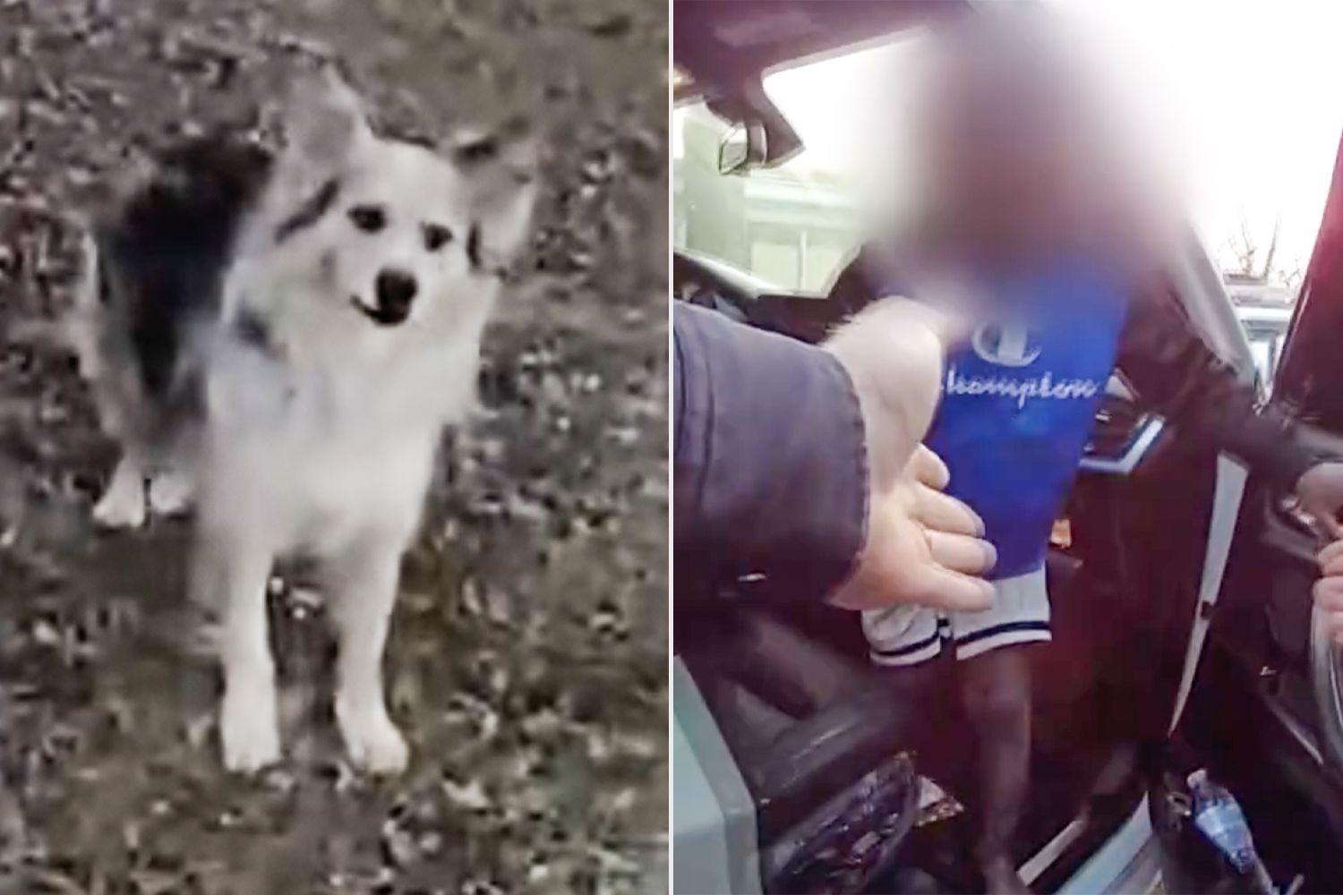 A Very Good Dog Leads Officers To Missing 3-Year-Old