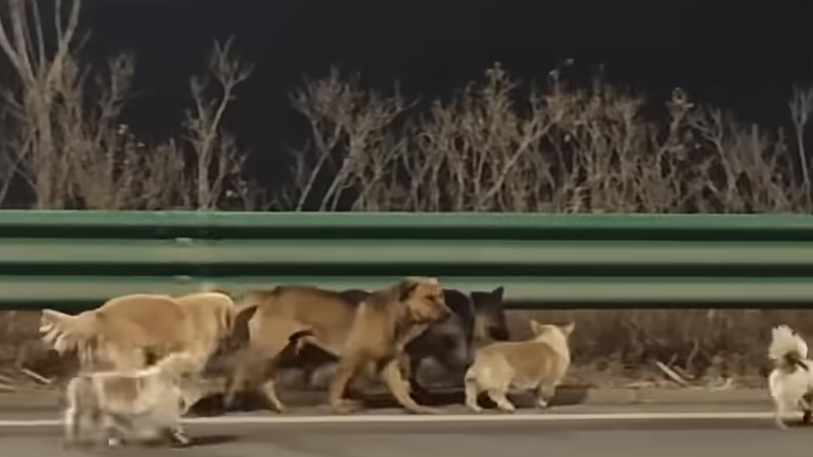 Brave Corgi Leads Pack Of Stolen Dogs 11 Miles Along A Busy Chinese Freeway Back To Their Homes