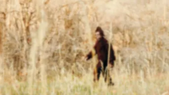 Six Reported Bigfoot Sightings In Northeast Ohio Within Four Days