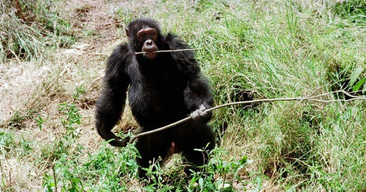 Uganda: Scientists Stunned As Chimpanzees Turn On Friends In Killing Spree