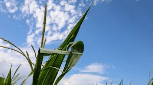 Farm Bureau Survey: 70% Of Farmers Can’t Afford Fertilizer