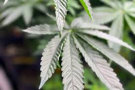 Trump Admin Reclassifies Marijuana To Ease Rules Regarding Cannabis Research