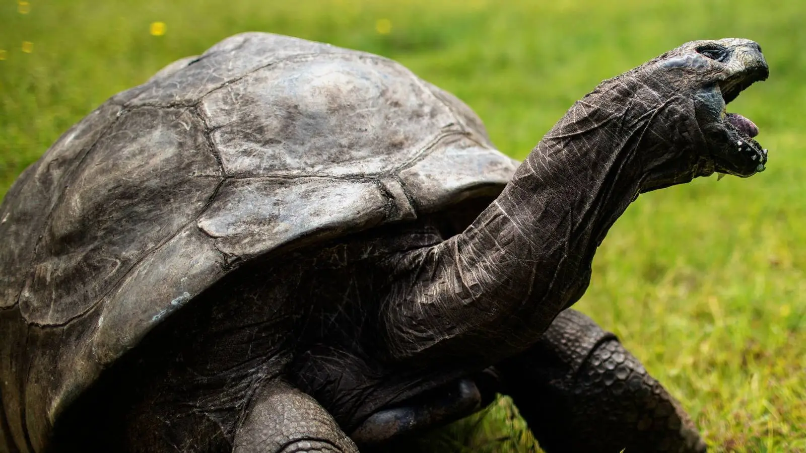 World’s Oldest Tortoise Very Much Alive Despite Death Rumors