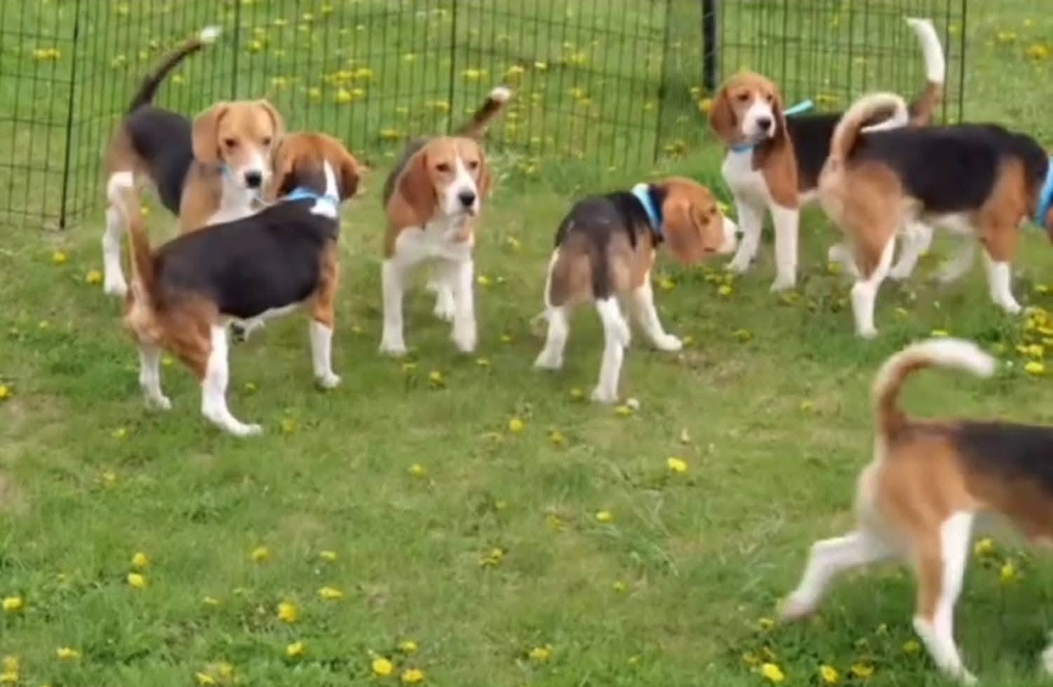 Beaglemania! 300 Dogs Released From Scientific Research Breeding Operation, Taste Freedom For 1st Time
