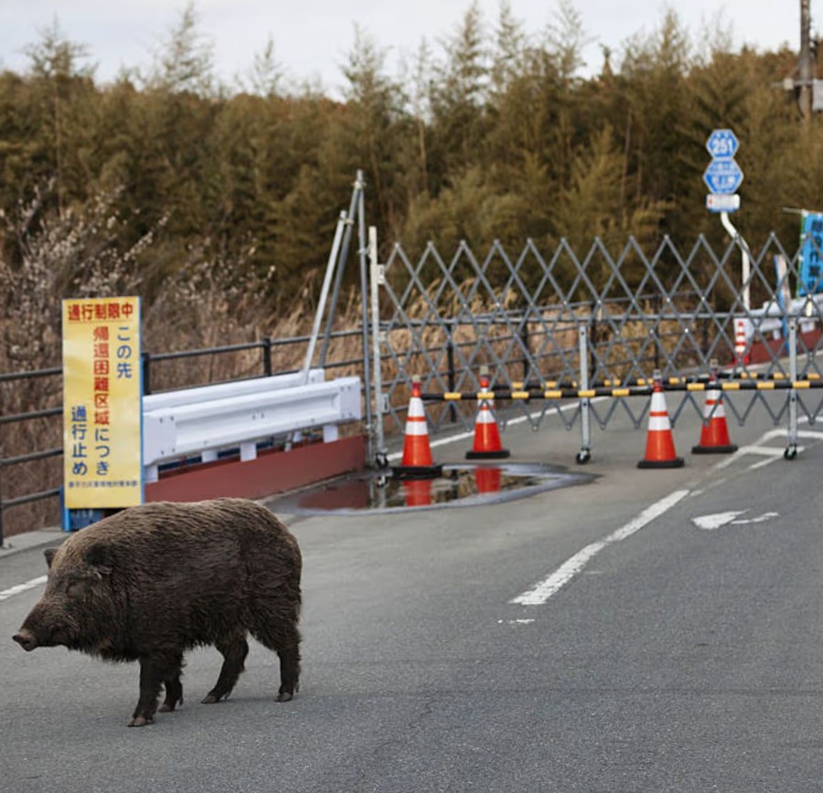 Mutant ‘Super Pig’ Population Spirals Out Of Control In Japanese Nuclear Fallout Zone