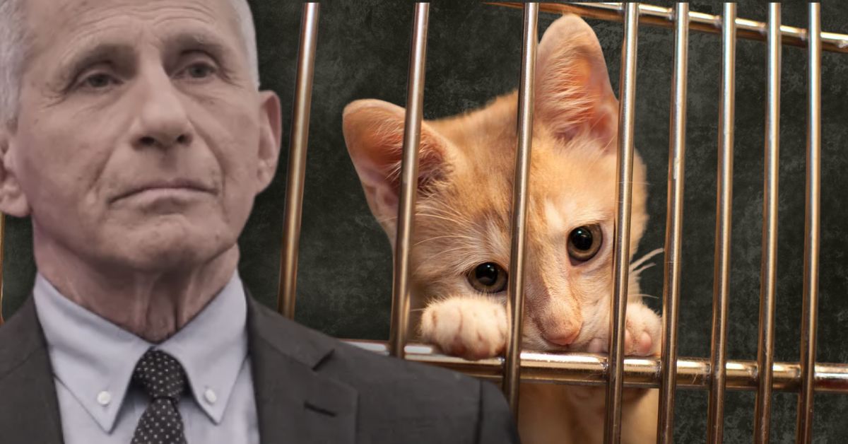 Fauci Moved Kitten Experiments Into NIH After Trump Shut Down USDA Lab