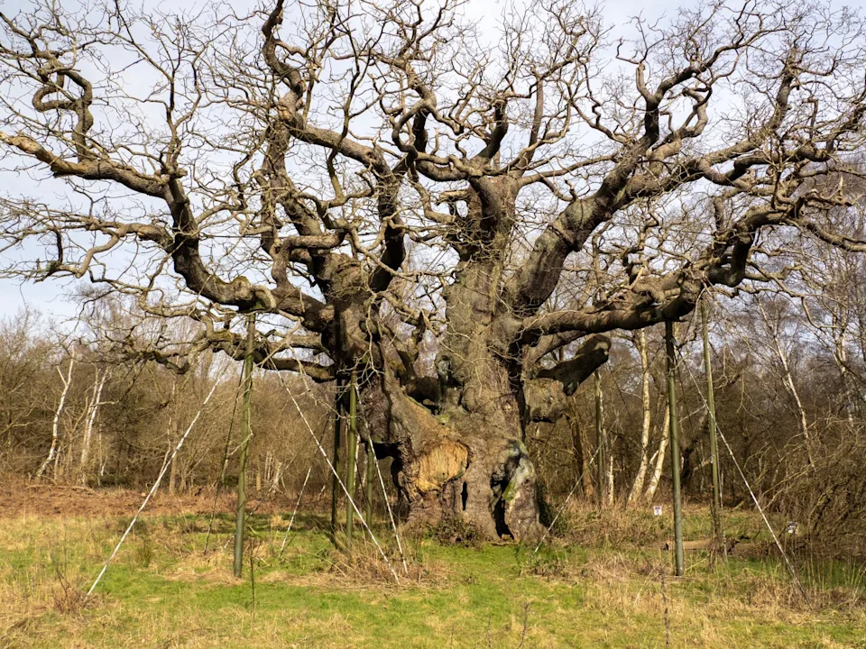 1,200-Year-Old Robin Hood Oak Tree In Sherwood Forest Has Died