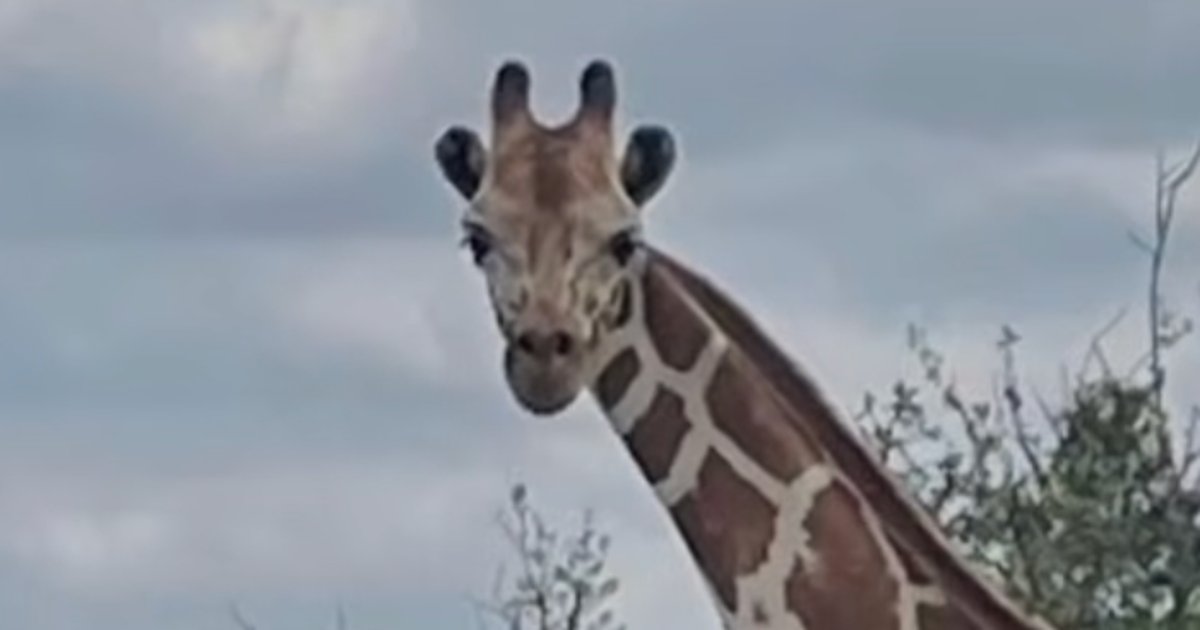 Where’s Gracie? A Giraffe Escaped In Texas And Has Been Missing For Two Weeks