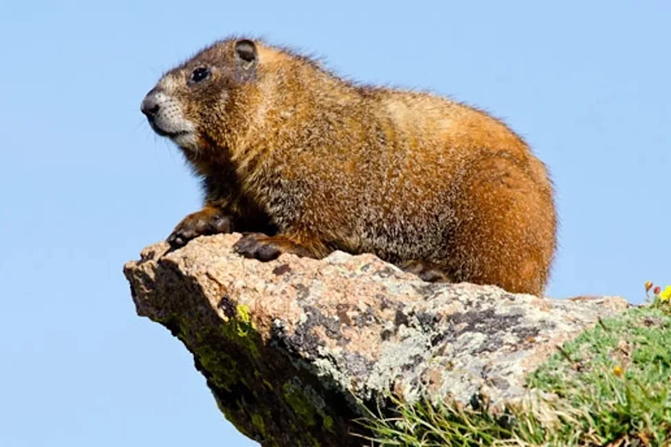 Stolen Shoes, Sabotaged Cars And Licked Faces: How Marmots Are Causing Havoc For Hikers In America’s West
