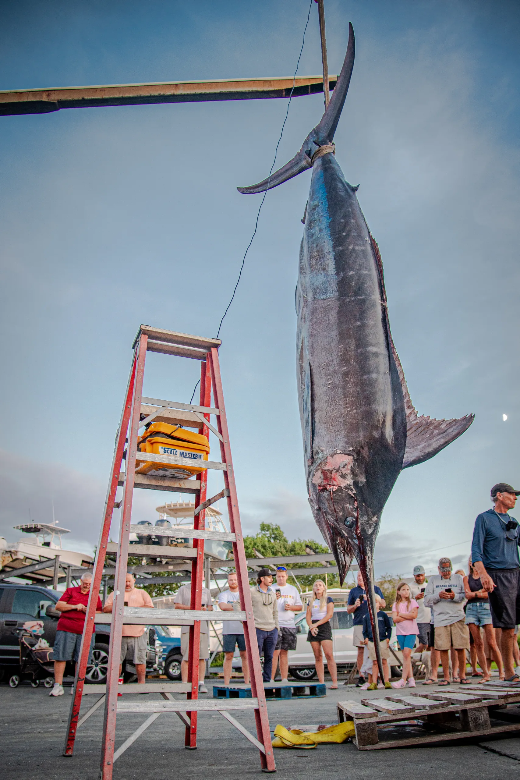 Boat Hauls In 1,260-Pound Blue Marlin Believed To Be East Coast’s Largest Catch