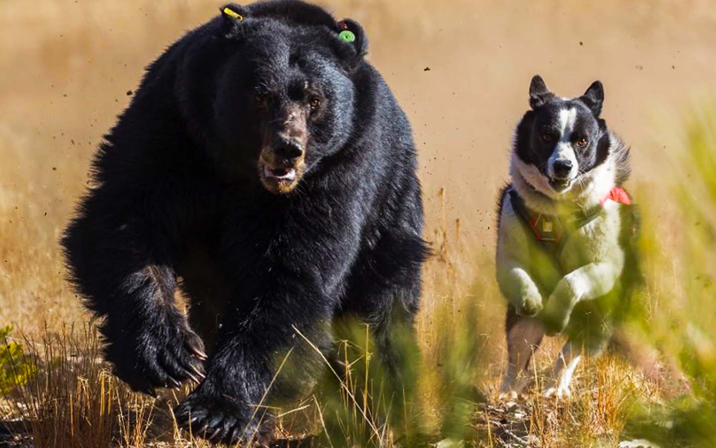Karelian Bear Dogs Take On Tahoe’s Bear Invasion
