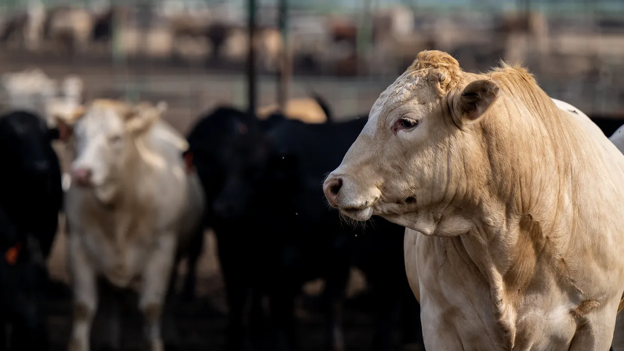 Texas Sterile Fly Facility Set For Spring Opening
