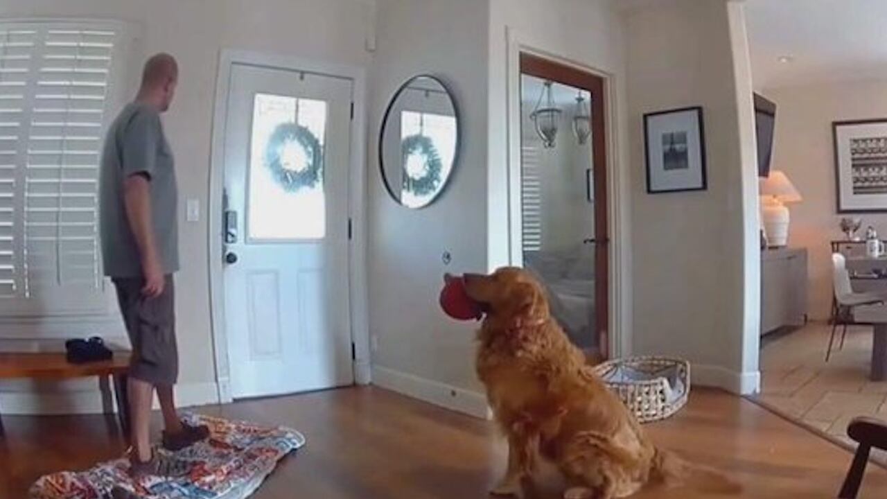Friendly ‘Guard Dog’ Greets Alleged San Diego Burglar With Toy In Mouth