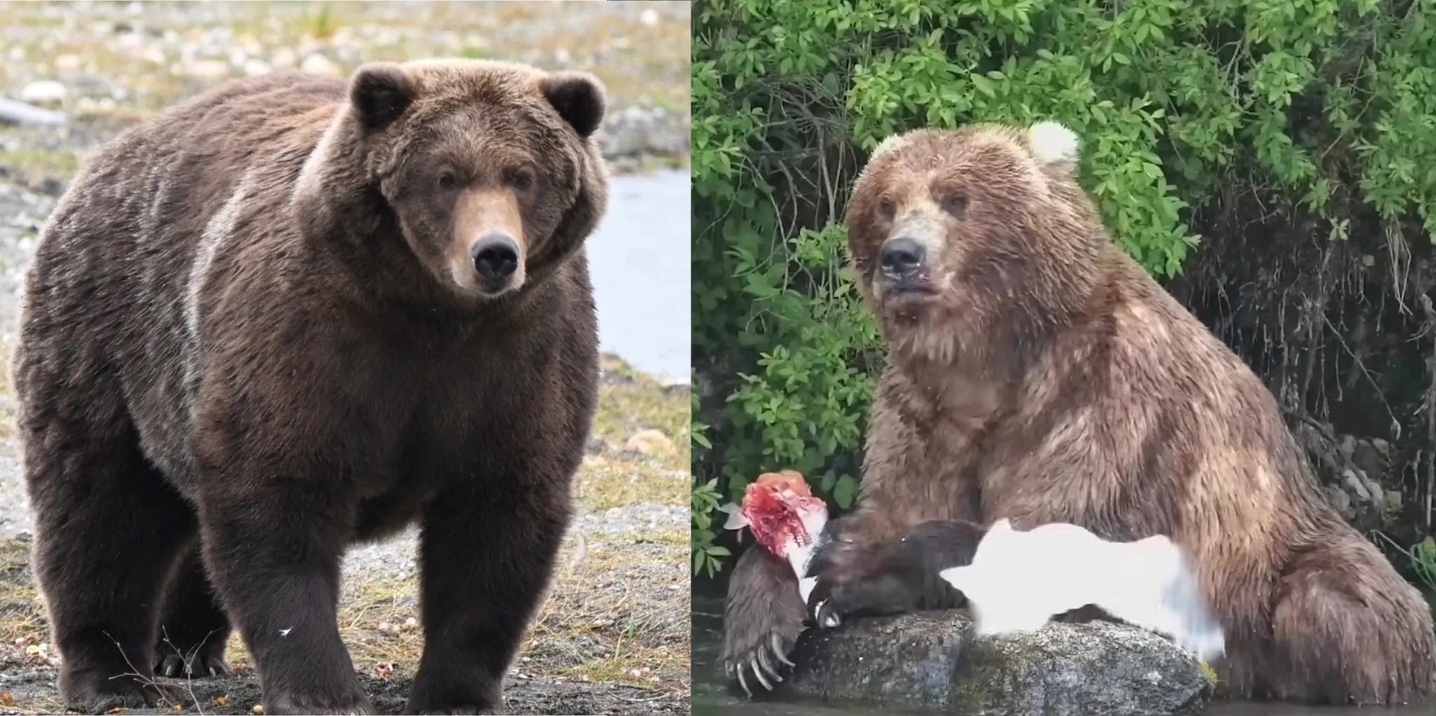 Fat Bear Week Final: It’s Bear #910 vs. Backpack