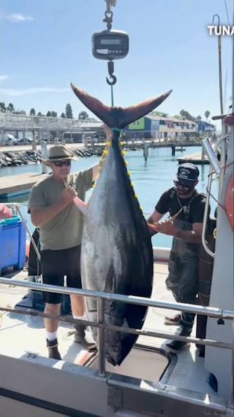 Largest Bluefin Tuna Ever Caught On Rod And Reel Snagged Off San Diego Coast