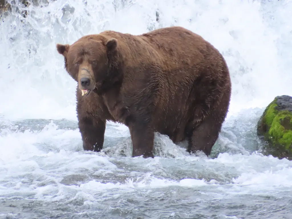 Fat Bear Week Kicks Off Its 12th Year — Meet The Contenders