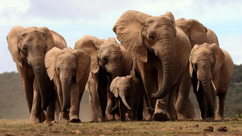 Botswana Condemned For Slaughtering 23 Elephants For Independence Celebrations